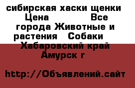 сибирская хаски щенки › Цена ­ 10 000 - Все города Животные и растения » Собаки   . Хабаровский край,Амурск г.